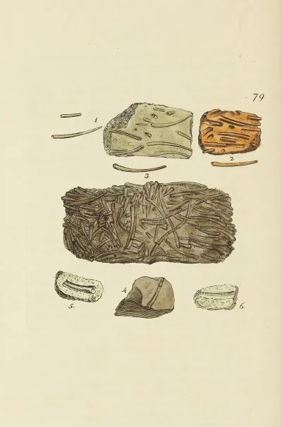 The Mineral Conchology Of Great Britain Pl 078