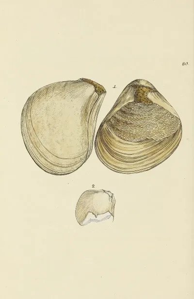 The Mineral Conchology Of Great Britain Pl 079