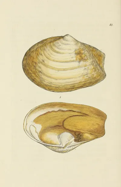 The Mineral Conchology Of Great Britain Pl 080