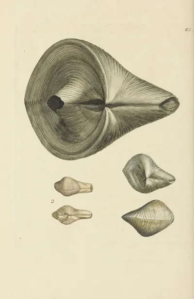 The Mineral Conchology Of Great Britain Pl 081