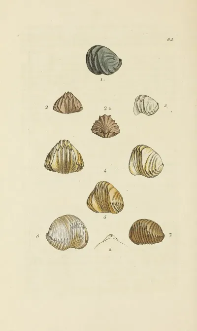 The Mineral Conchology Of Great Britain Pl 082