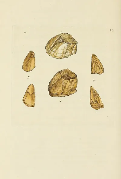 The Mineral Conchology Of Great Britain Pl 083