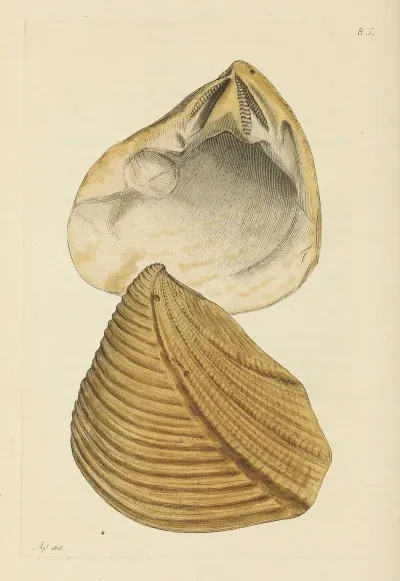 The Mineral Conchology Of Great Britain Pl 084