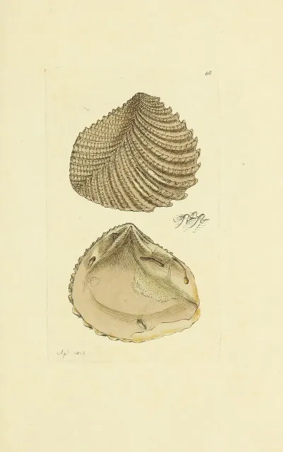 The Mineral Conchology Of Great Britain Pl 085