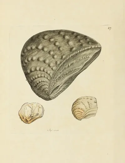 The Mineral Conchology Of Great Britain Pl 086