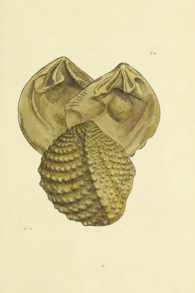 The Mineral Conchology Of Great Britain Pl 087