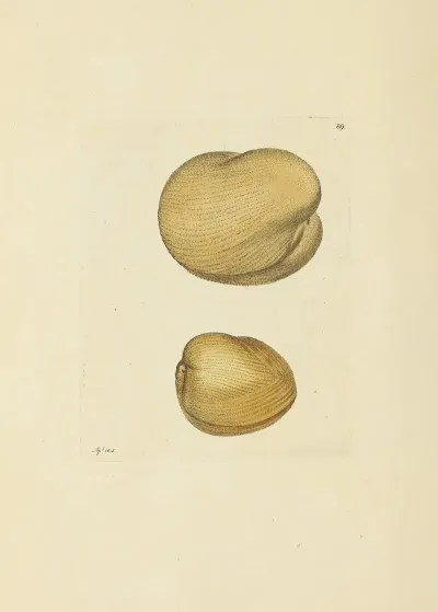The Mineral Conchology Of Great Britain Pl 088