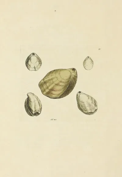 The Mineral Conchology Of Great Britain Pl 089