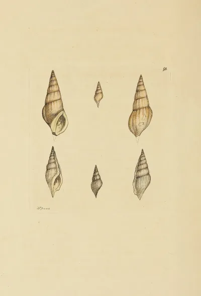 The Mineral Conchology Of Great Britain Pl 090
