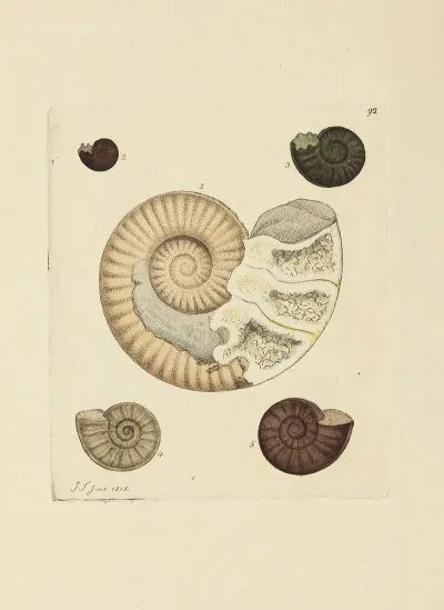The Mineral Conchology Of Great Britain Pl 091