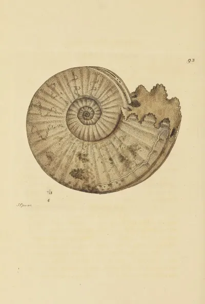 The Mineral Conchology Of Great Britain Pl 092
