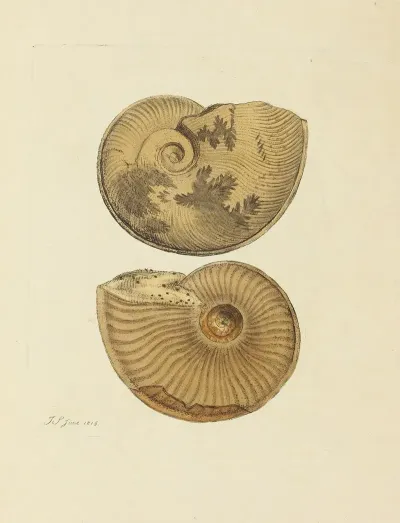 The Mineral Conchology Of Great Britain Pl 093