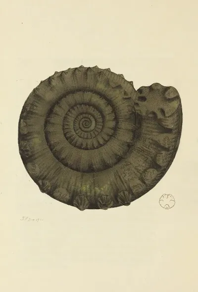 The Mineral Conchology Of Great Britain Pl 094