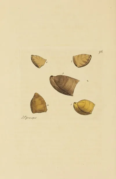 The Mineral Conchology Of Great Britain Pl 095