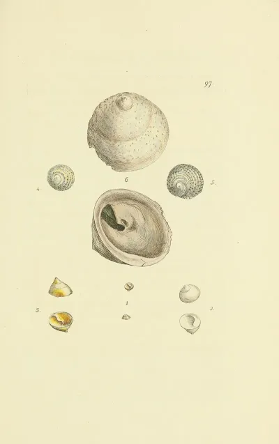 The Mineral Conchology Of Great Britain Pl 096