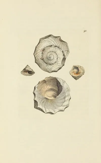 The Mineral Conchology Of Great Britain Pl 097