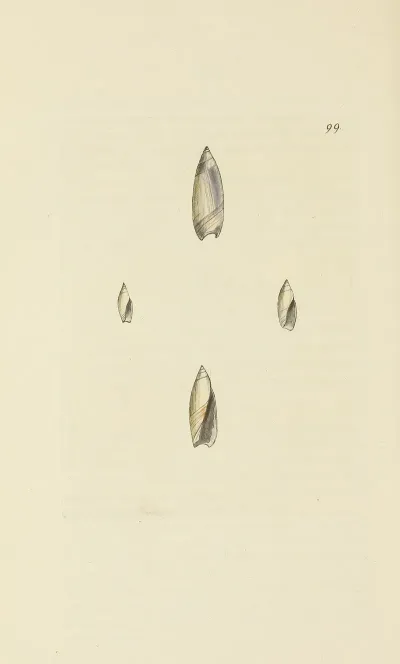 The Mineral Conchology Of Great Britain Pl 098