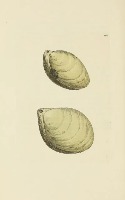 The Mineral Conchology Of Great Britain Pl 099