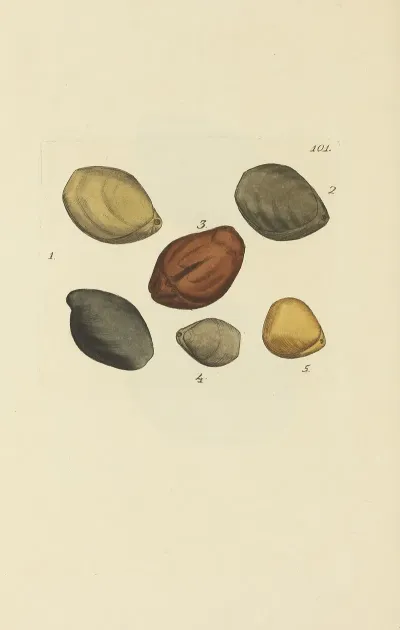 The Mineral Conchology Of Great Britain Pl 100