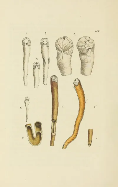 The Mineral Conchology Of Great Britain Pl 101