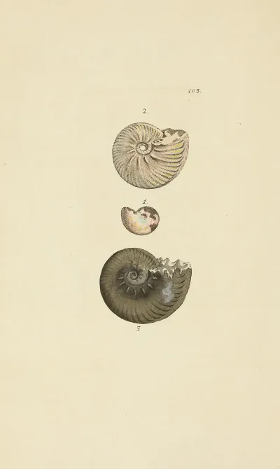 The Mineral Conchology Of Great Britain Pl 102