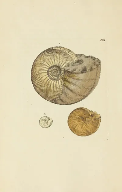 The Mineral Conchology Of Great Britain Pl 103