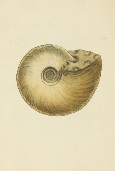 The Mineral Conchology Of Great Britain Pl 104