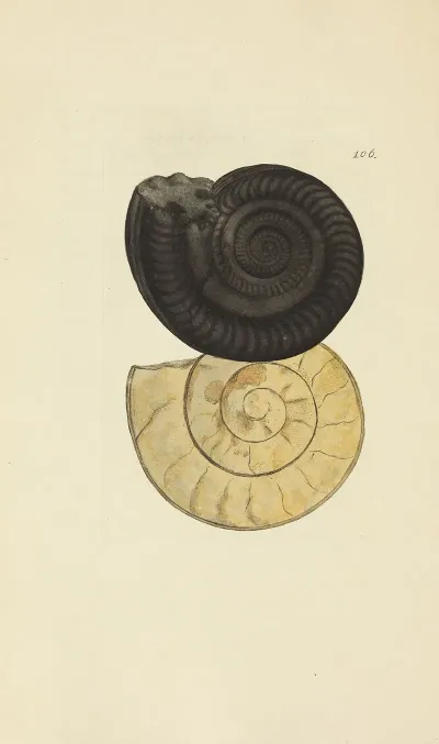 The Mineral Conchology Of Great Britain Pl 105
