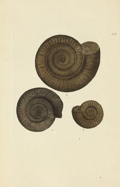 The Mineral Conchology Of Great Britain Pl 106