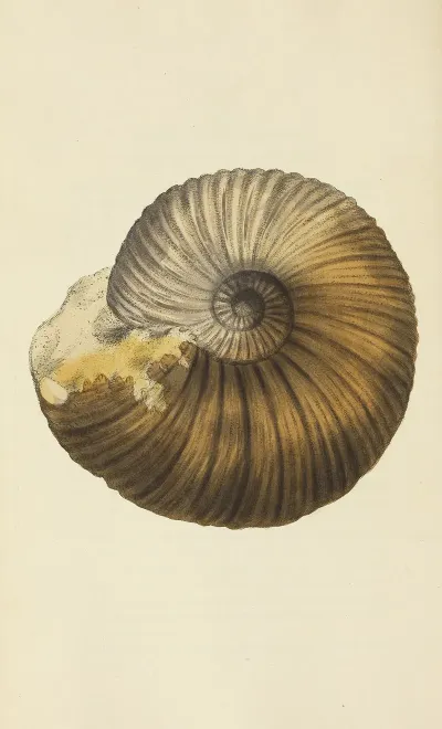 The Mineral Conchology Of Great Britain Pl 107