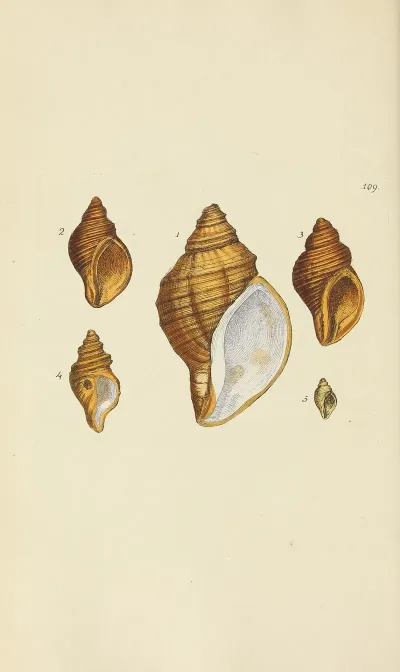 The Mineral Conchology Of Great Britain Pl 108