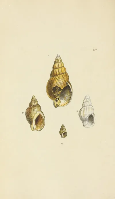 The Mineral Conchology Of Great Britain Pl 109