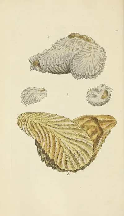 The Mineral Conchology Of Great Britain Pl 110