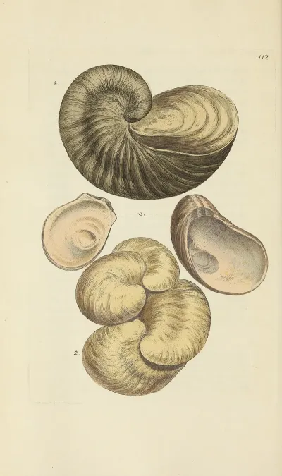 The Mineral Conchology Of Great Britain Pl 111