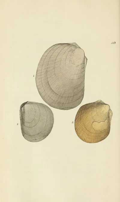 The Mineral Conchology Of Great Britain Pl 112