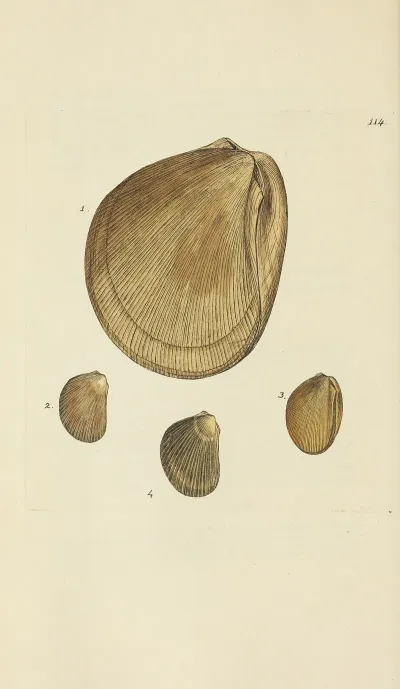 The Mineral Conchology Of Great Britain Pl 113