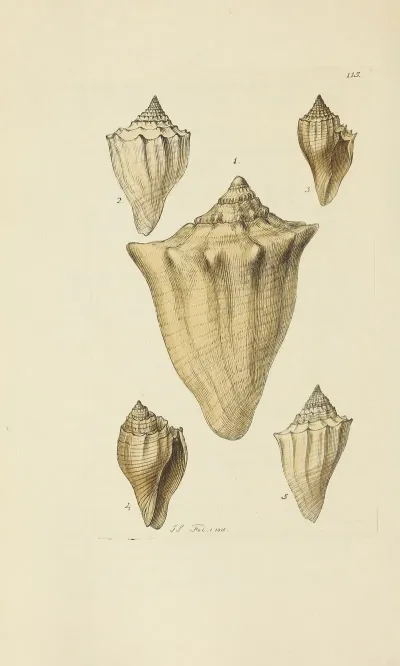 The Mineral Conchology Of Great Britain Pl 114