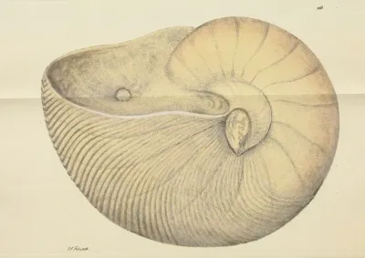 The Mineral Conchology Of Great Britain Pl 115