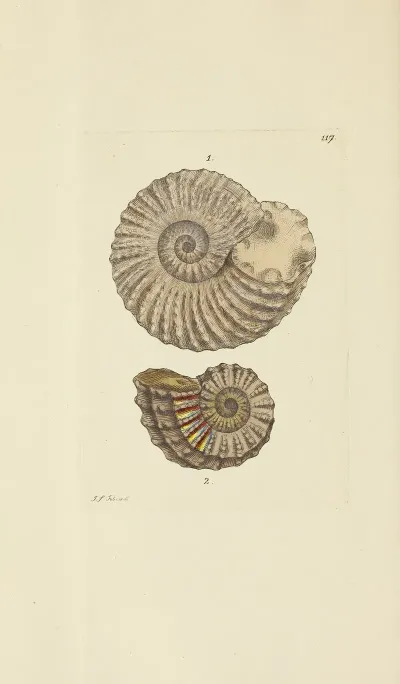 The Mineral Conchology Of Great Britain Pl 116