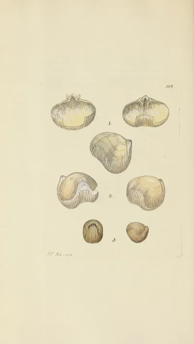 The Mineral Conchology Of Great Britain Pl 117