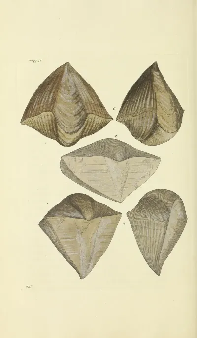 The Mineral Conchology Of Great Britain Pl 118