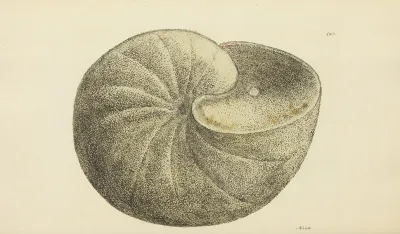 The Mineral Conchology Of Great Britain Pl 119