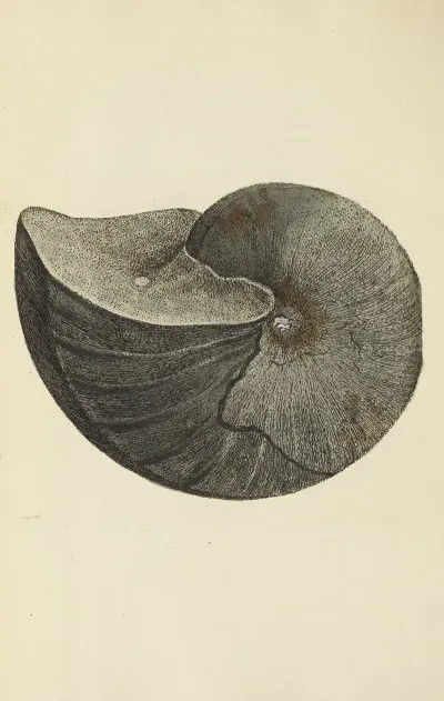 The Mineral Conchology Of Great Britain Pl 120