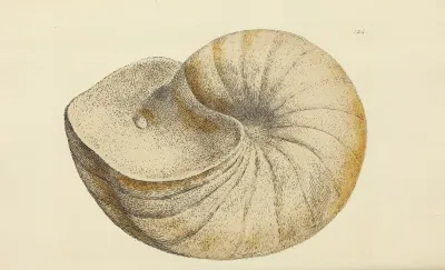 The Mineral Conchology Of Great Britain Pl 121