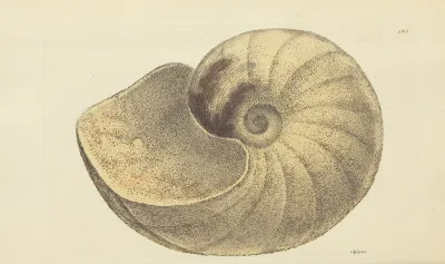 The Mineral Conchology Of Great Britain Pl 122