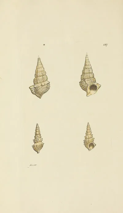 The Mineral Conchology Of Great Britain Pl 123