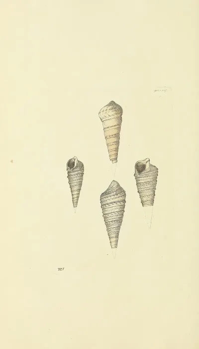 The Mineral Conchology Of Great Britain Pl 124