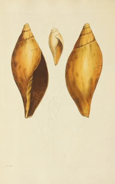 The Mineral Conchology Of Great Britain Pl 125