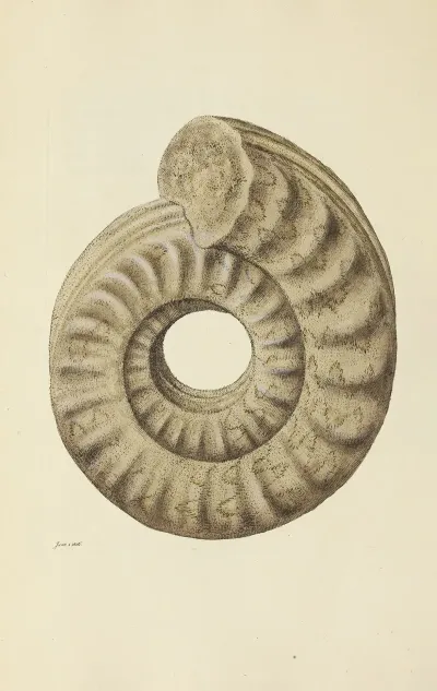 The Mineral Conchology Of Great Britain Pl 126