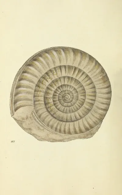 The Mineral Conchology Of Great Britain Pl 127